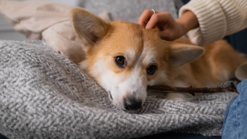 hond dagopvang