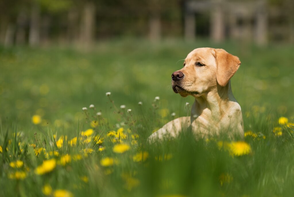 dagopvang hond